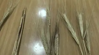 כיצד נראים חמשת מיני דגן במציאות?